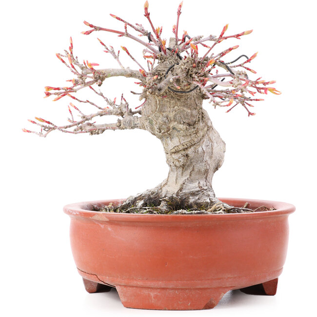 Acer palmatum, 13 cm, ± 15 jaar oud, in gebroken pot