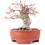 Acer palmatum, 13 cm, ± 15 años, en maceta rota