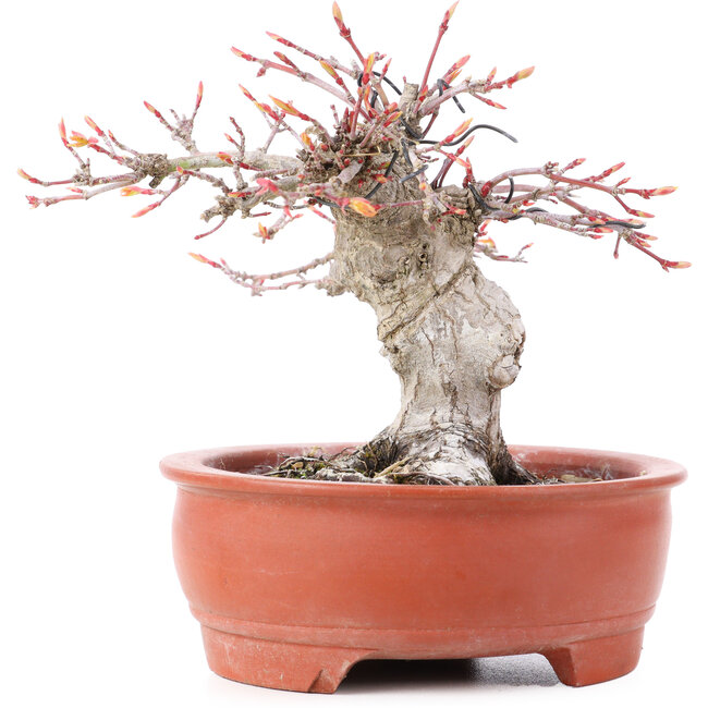 Acer palmatum, 13 cm, ± 15 jaar oud, in gebroken pot