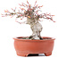 Acer palmatum, 13 cm, ± 15 years old, in a broken pot
