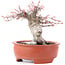 Acer palmatum, 13 cm, ± 15 años, en maceta rota