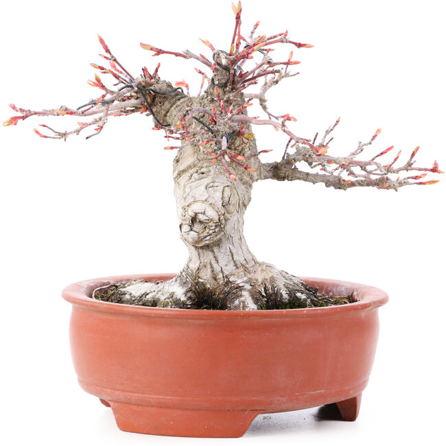 Acer palmatum, 13 cm, ± 15 years old, in a broken pot