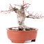 Acer palmatum, 13 cm, ± 15 años, en maceta rota