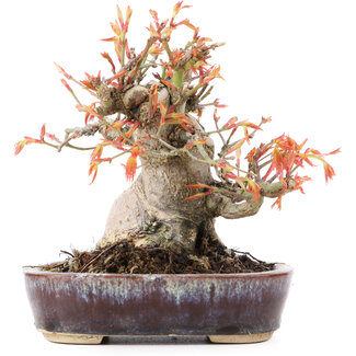Acer palmatum, 12,5 cm, ± 15 anni
