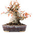 Acer palmatum, 12,5 cm, ± 15 años