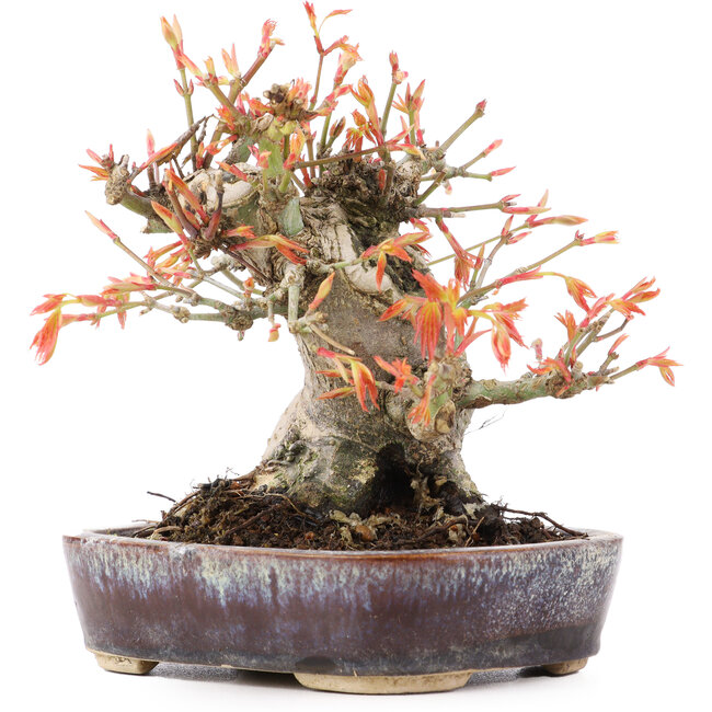 Acer palmatum, 12,5 cm, ± 15 jaar oud