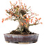Acer palmatum, 12,5 cm, ± 15 ans
