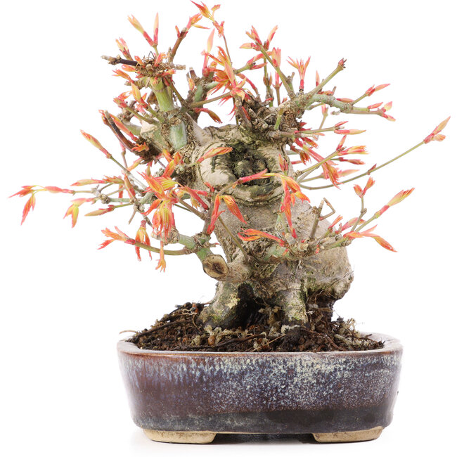 Acer palmatum, 12,5 cm, ± 15 jaar oud