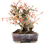 Acer palmatum, 12,5 cm, ± 15 años