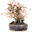 Acer palmatum, 12,5 cm, ± 15 ans