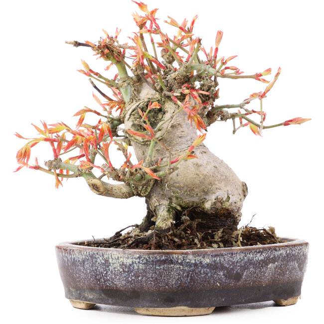 Acer palmatum, 12,5 cm, ± 15 jaar oud