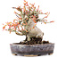Acer palmatum, 12,5 cm, ± 15 ans