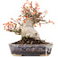 Acer palmatum, 12,5 cm, ± 15 jaar oud