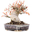 Acer palmatum, 12,5 cm, ± 15 ans