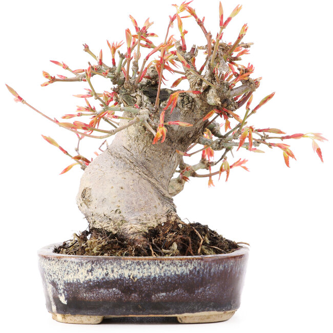 Acer palmatum, 12,5 cm, ± 15 anni
