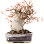 Acer palmatum, 12,5 cm, ± 15 Jahre alt