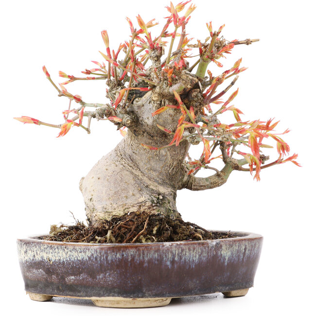 Acer palmatum, 12,5 cm, ± 15 jaar oud