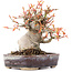 Acer palmatum, 12,5 cm, ± 15 Jahre alt