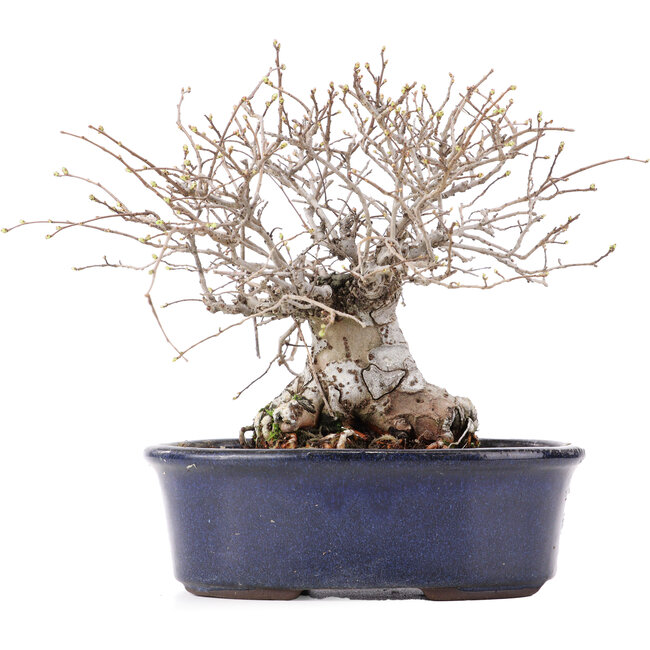 Ulmus parvifolia Nire, 17,5 cm, ± 10 jaar oud