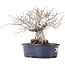 Ulmus parvifolia Nire, 17,5 cm, ± 10 years old