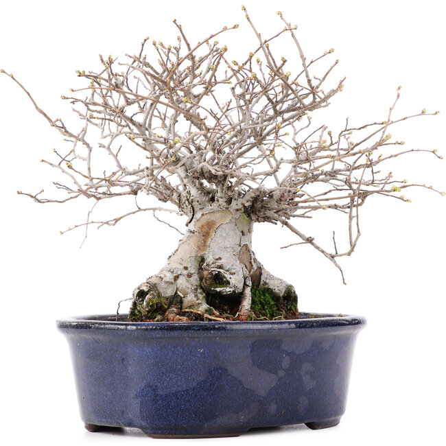 Ulmus parvifolia Nire, 17,5 cm, ± 10 años