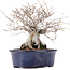 Ulmus parvifolia Nire, 17,5 cm, ± 10 years old