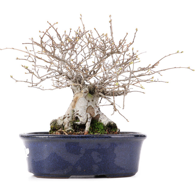 Ulmus parvifolia Nire, 17,5 cm, ± 10 anni