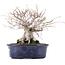 Ulmus parvifolia Nire, 17,5 cm, ± 10 years old