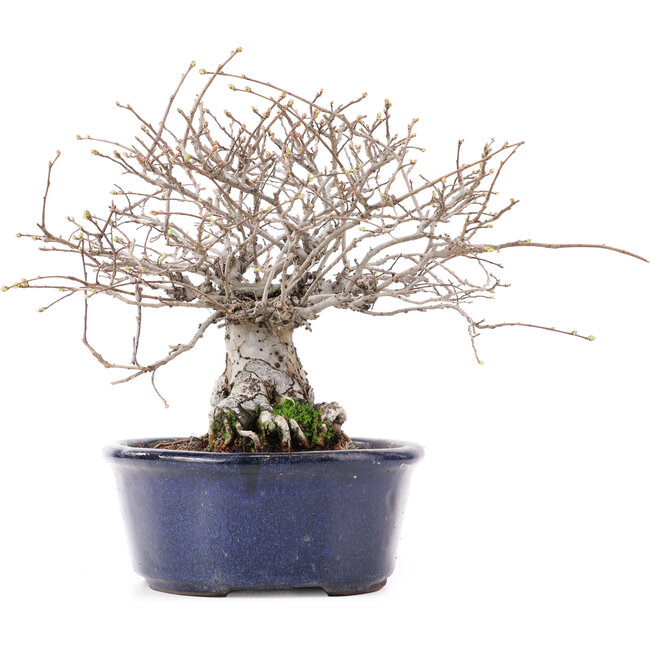 Ulmus parvifolia Nire, 17,5 cm, ± 10 ans