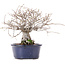 Ulmus parvifolia Nire, 17,5 cm, ± 10 years old