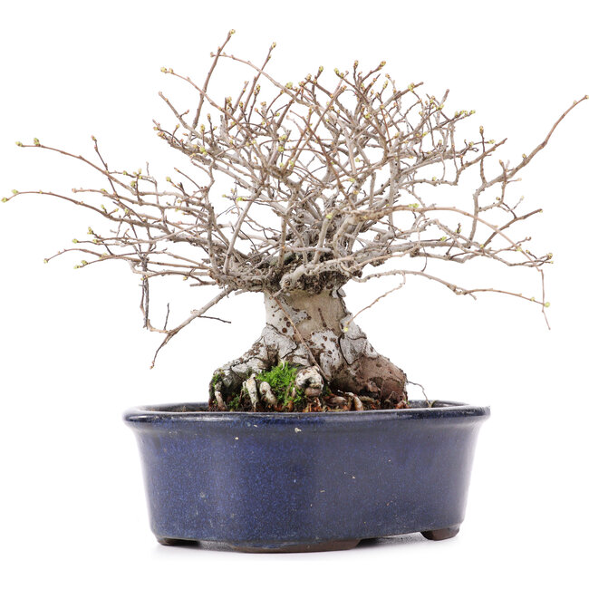 Ulmus parvifolia Nire, 17,5 cm, ± 10 años