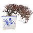 Cotoneaster horizontalis, 10 cm, ± 5 ans