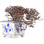 Cotoneaster horizontalis, 10 cm, ± 5 ans