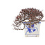 Cotoneaster horizontalis, 10 cm, ± 5 ans