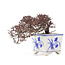 Cotoneaster horizontalis, 10 cm, ± 5 ans