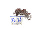 Cotoneaster horizontalis, 10 cm, ± 5 Jahre alt