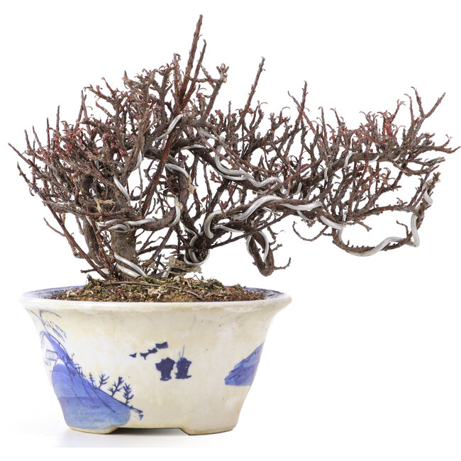 Cotoneaster horizontalis, 12 cm, ± 5 years old