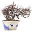 Cotoneaster horizontalis, 12 cm, ± 5 years old