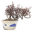 Cotoneaster horizontalis, 12 cm, ± 5 years old