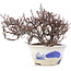 Cotoneaster horizontalis, 12 cm, ± 5 years old