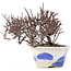 Cotoneaster horizontalis, 12 cm, ± 5 years old