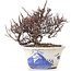 Cotoneaster horizontalis, 12 cm, ± 5 years old