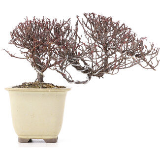 Cotoneaster horizontalis, 11 cm, ± 5 anni