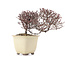 Cotoneaster horizontalis, 11 cm, ± 5 ans