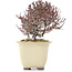 Cotoneaster horizontalis, 11 cm, ± 5 jaar oud