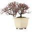 Cotoneaster horizontalis, 11 cm, ± 5 ans