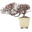 Cotoneaster horizontalis, 11 cm, ± 5 jaar oud