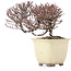 Cotoneaster horizontalis, 11 cm, ± 5 jaar oud