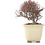 Cotoneaster horizontalis, 11 cm, ± 5 Jahre alt