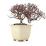 Cotoneaster horizontalis, 11 cm, ± 5 Jahre alt